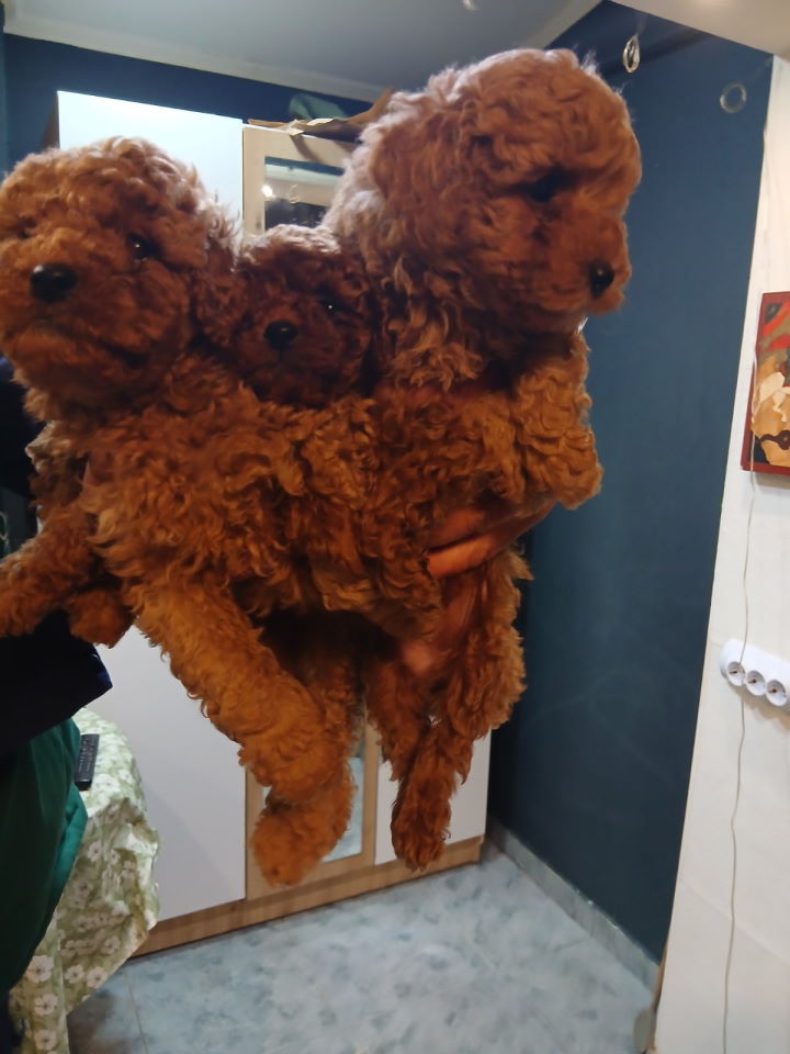 Na prodaju štenci patuljaste pudle