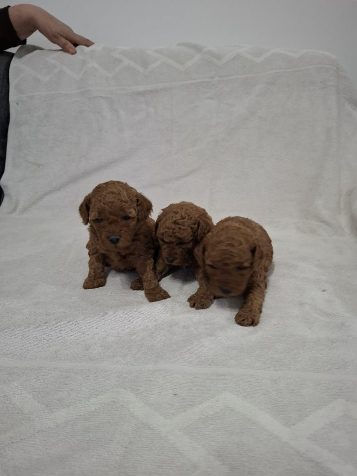 Prodajem patuljaste crvene pudle