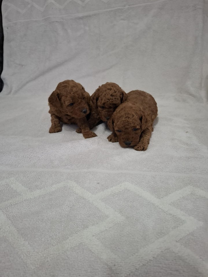 Prodajem patuljaste crvene pudle