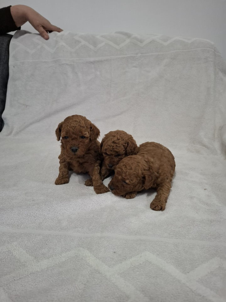 Prodajem patuljaste crvene pudle