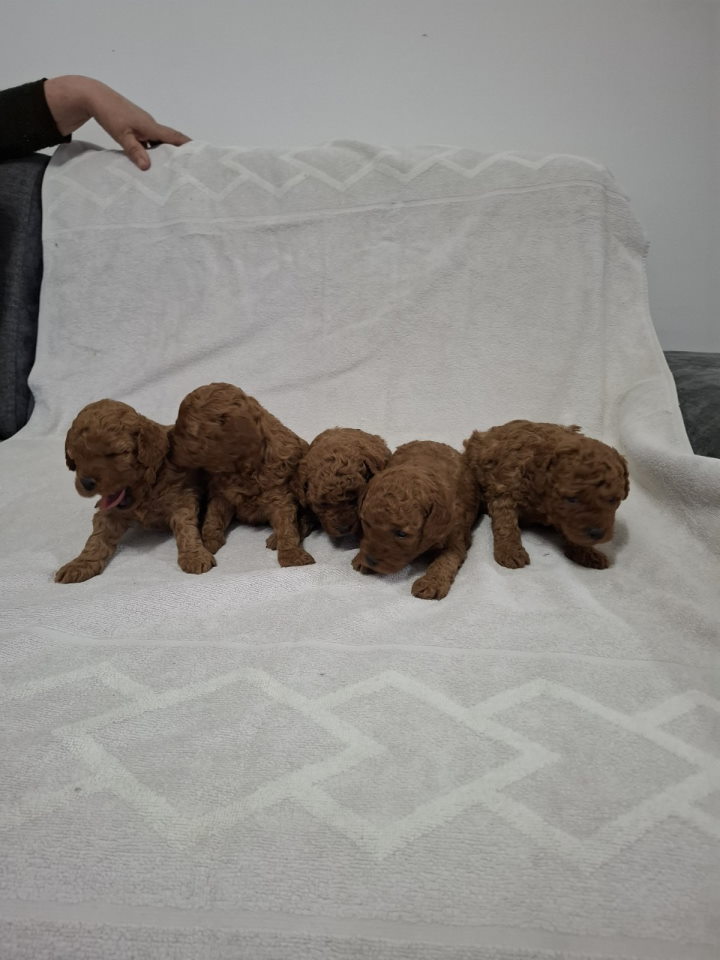 Prodajem patuljaste crvene pudle