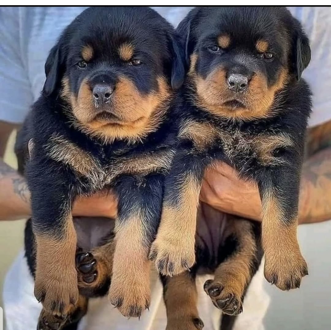 Штенци ротвајлера