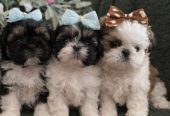 Prelepi Shih Tzu štenci iz registrovane FCI/KSS odgajivačnice