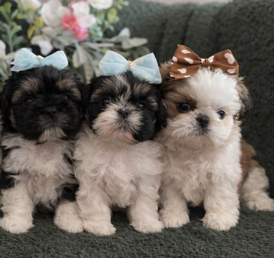 Prelepi Shih Tzu štenci iz registrovane FCI/KSS odgajivačnice