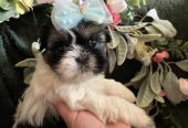 Prelepi Shih Tzu štenci iz registrovane FCI/KSS odgajivačnice