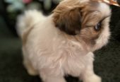 Prelepi Shih Tzu štenci iz registrovane FCI/KSS odgajivačnice