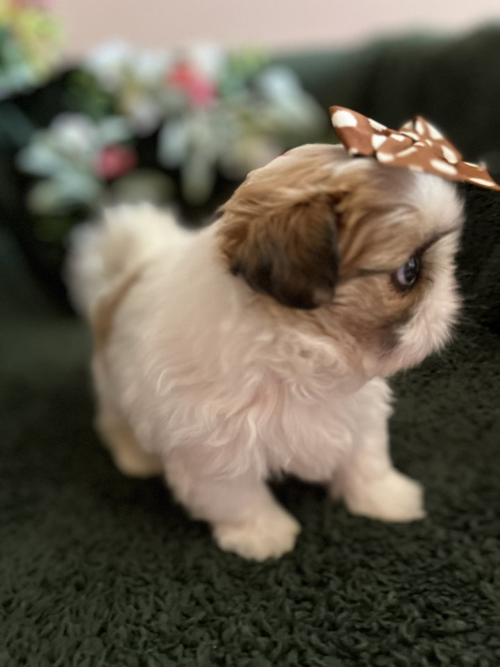 Prelepi Shih Tzu štenci iz registrovane FCI/KSS odgajivačnice