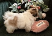 Prelepi Shih Tzu štenci iz registrovane FCI/KSS odgajivačnice