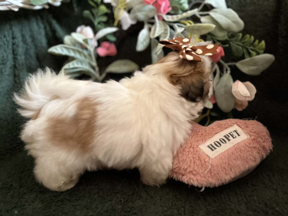 Prelepi Shih Tzu štenci iz registrovane FCI/KSS odgajivačnice