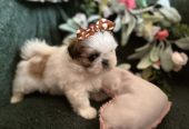 Prelepi Shih Tzu štenci iz registrovane FCI/KSS odgajivačnice