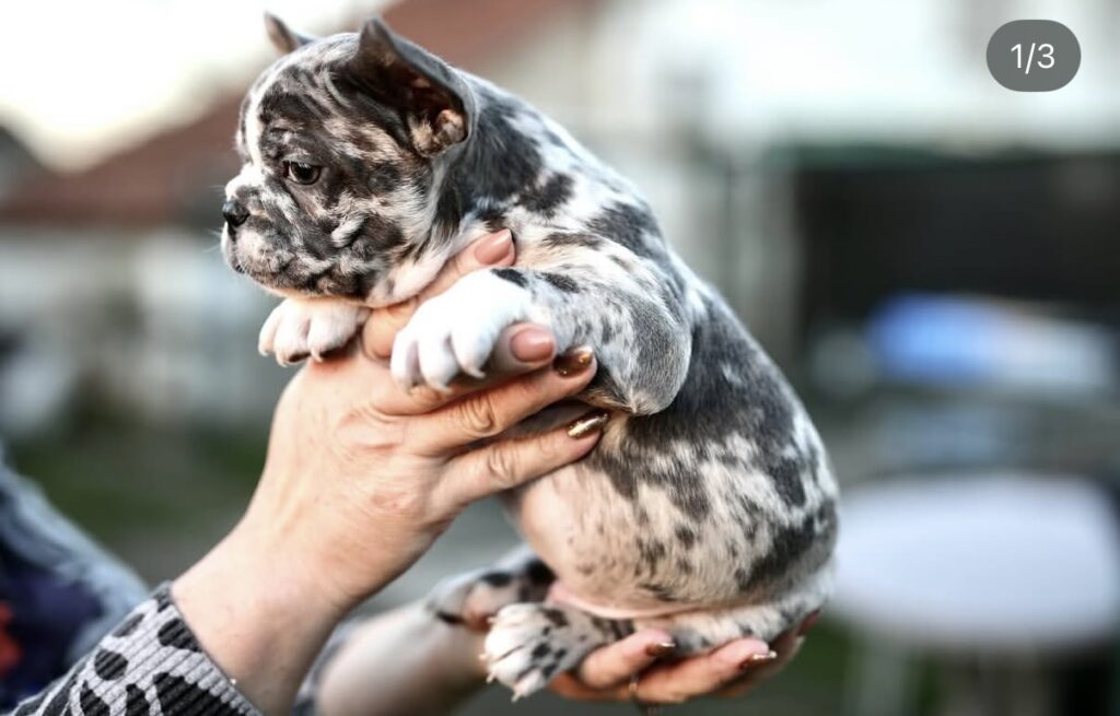 Plavi i merle egzoticni francuski buldozi