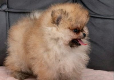 viber_image_2026-02-20_11-34-41-379-824×1024-1-1