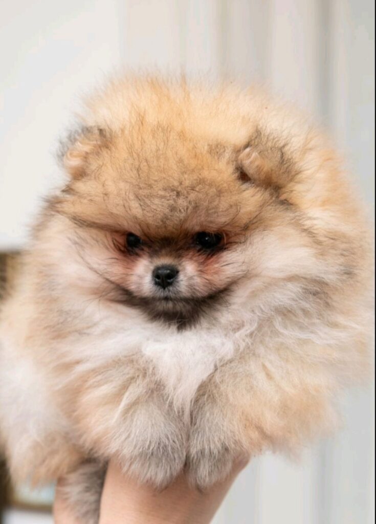 Pomeranac PRELEPI štenci