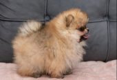 Pomeranac PRELEPI štenci