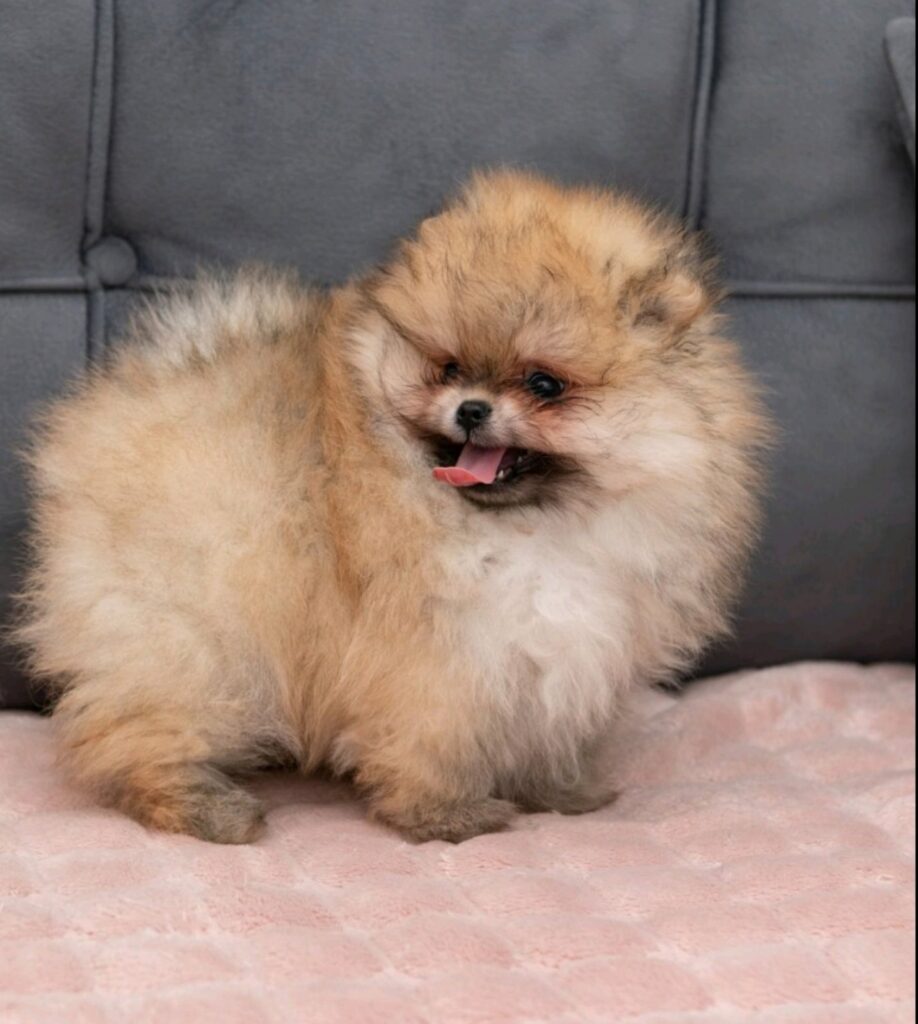Pomeranac PRELEPI štenci