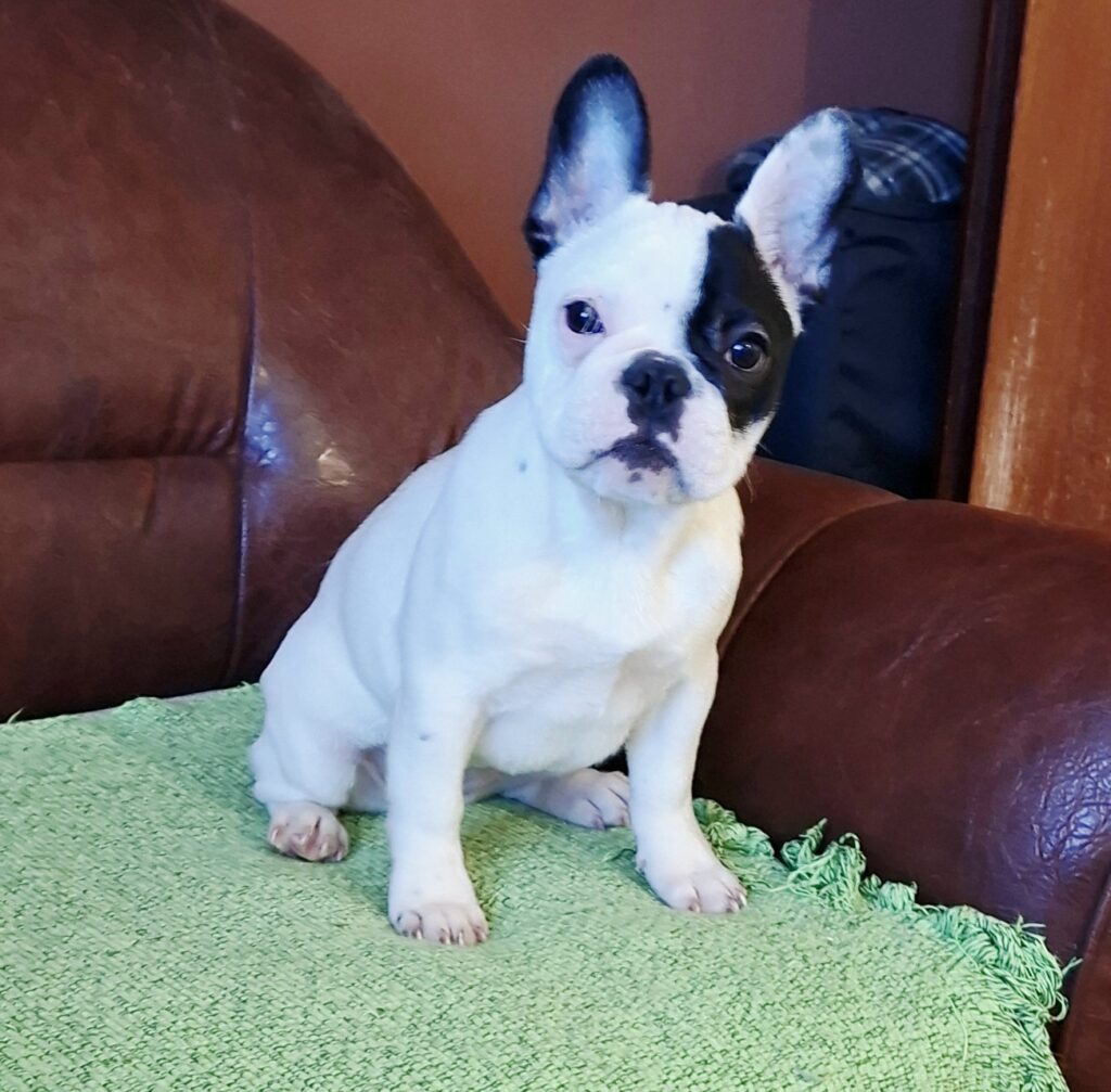 Francuski Buldog prelepo štene