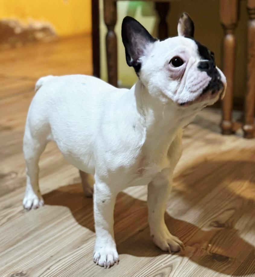 Francuski Buldog štene