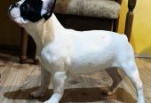 Francuski Buldog prelepo štene