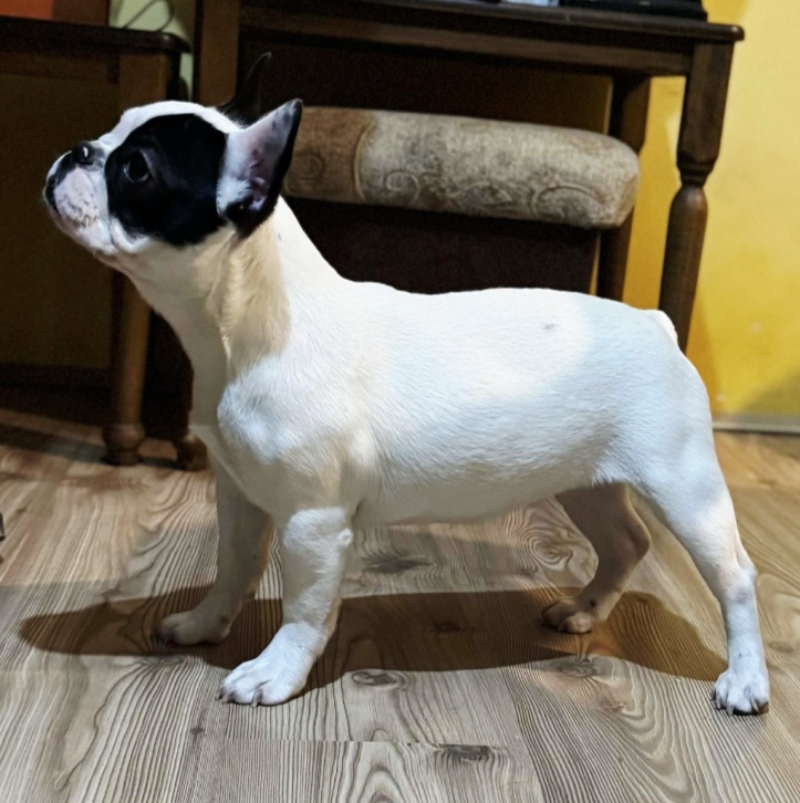 Francuski Buldog prelepo štene