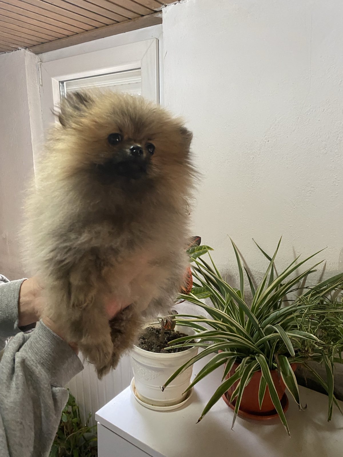 Pomeranac prelepi štenci