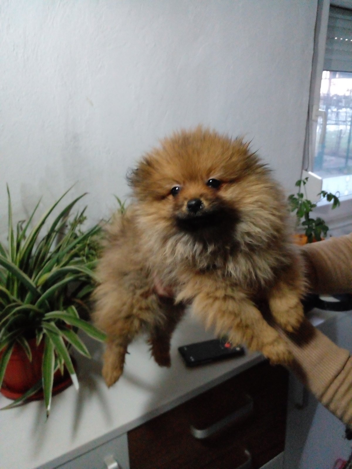 Pomeranac prelepi štenci