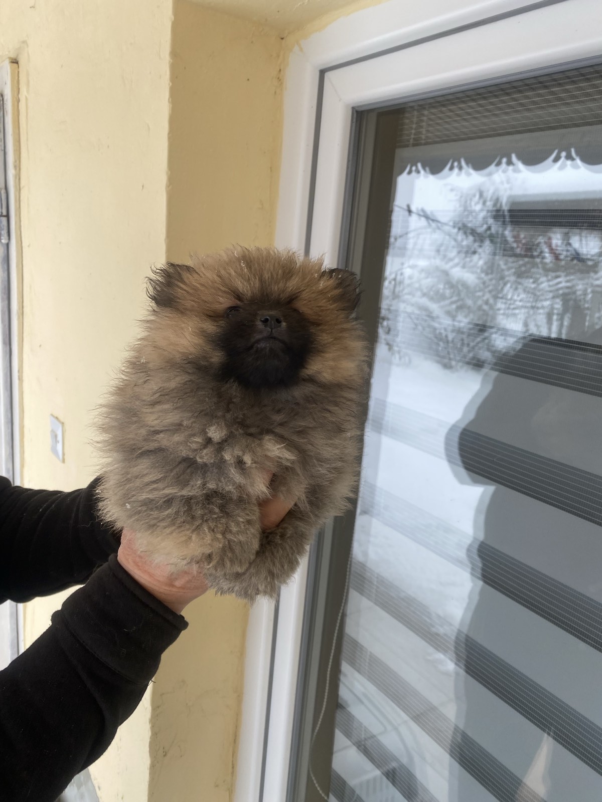 Pomeranac prelepi štenci