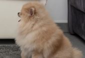 Pomeranac muzjak i zenka na prodaju