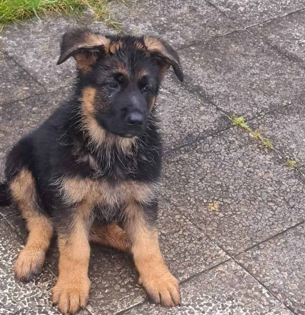 Nemački Ovčar štenci