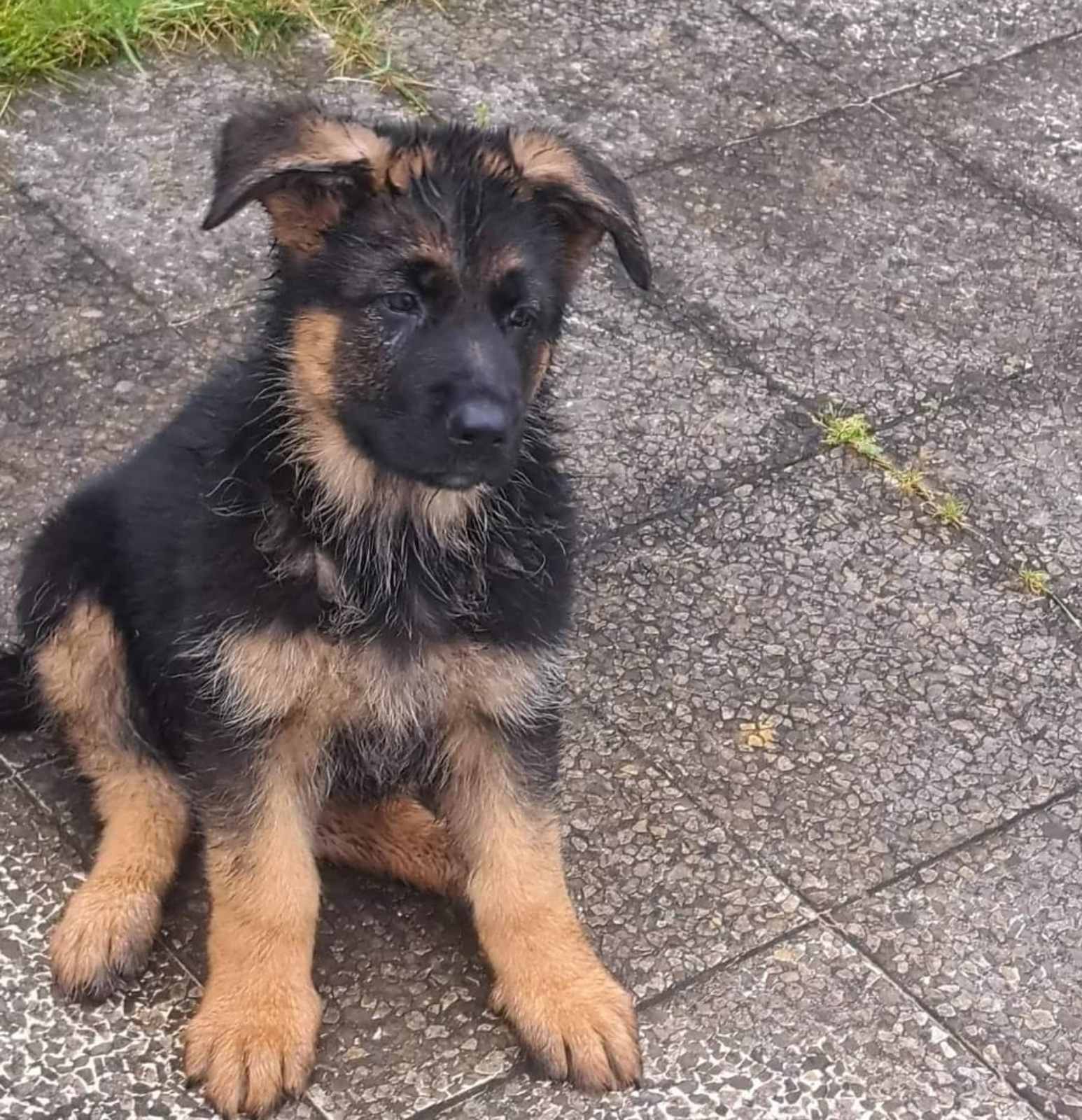 Nemacki ovcar prelepi stenci