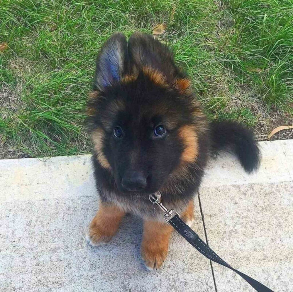 Nemački Ovčar štenci