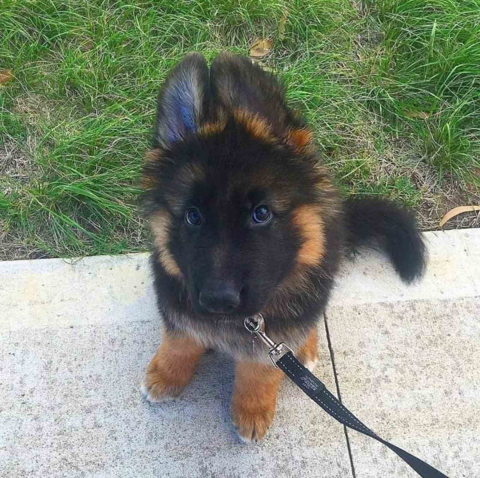 Nemacki ovcar prelepi stenci