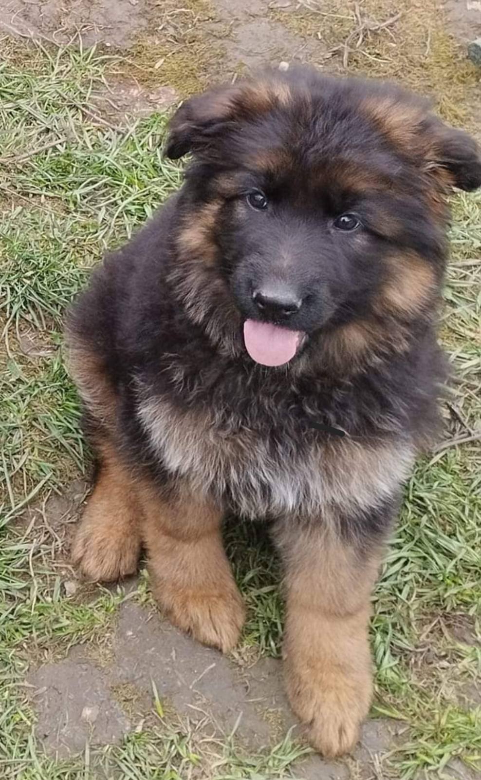 Nemacki ovcar prelepi stenci