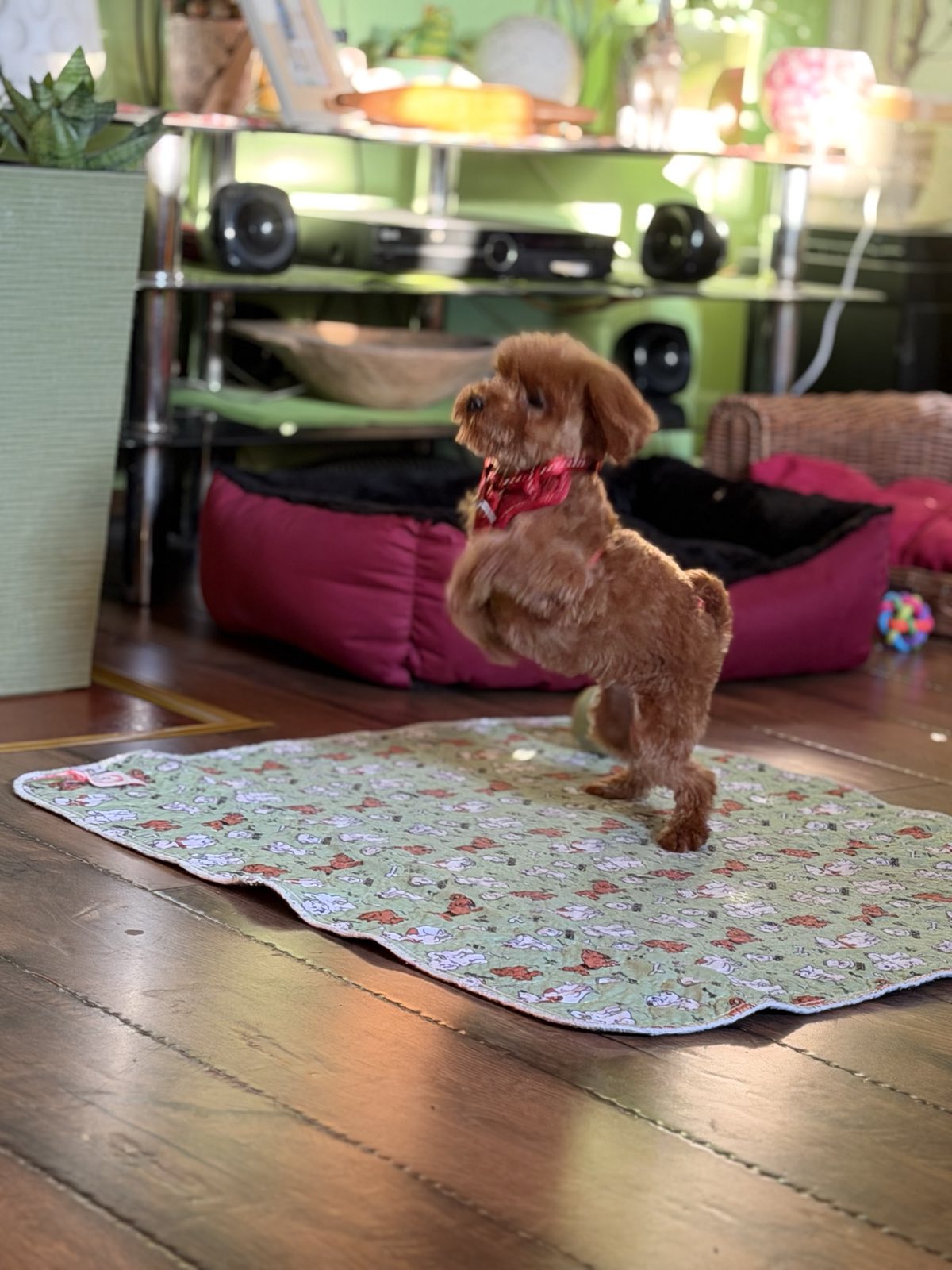 Toy Pudle na prodaju