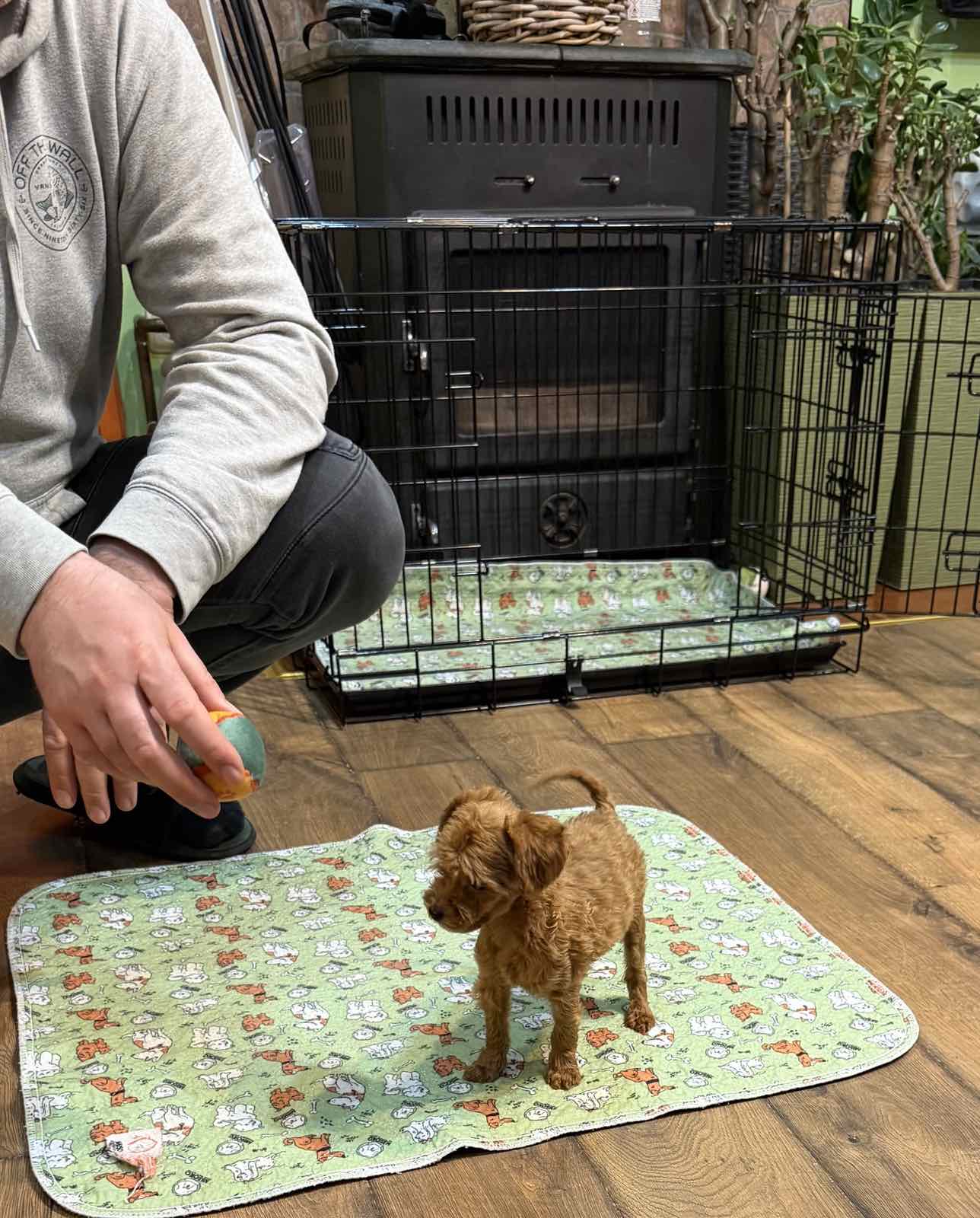 Toy Pudle na prodaju