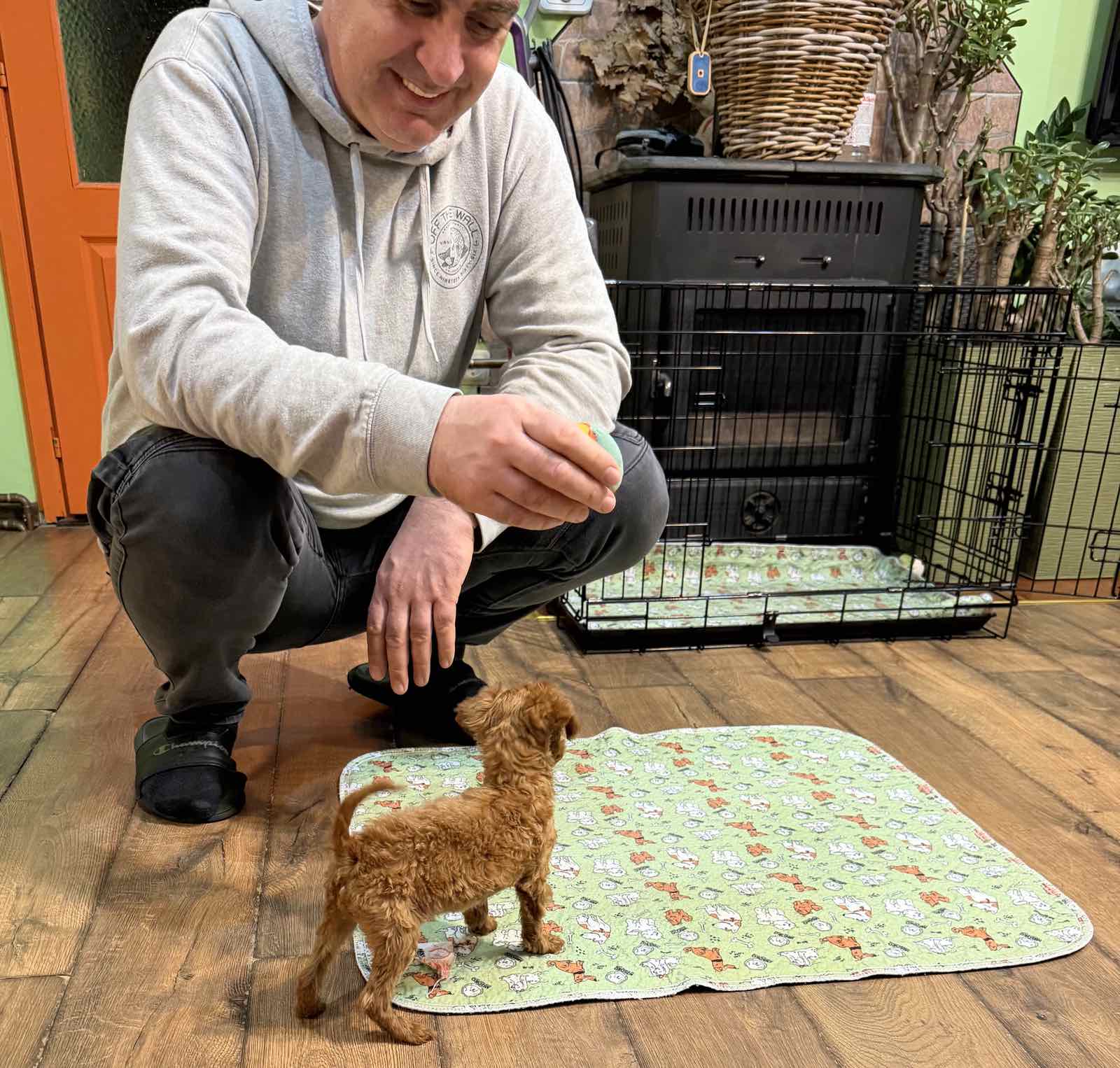 Toy Pudle na prodaju