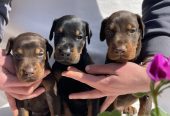 Doberman prelepi štenci