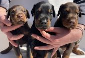 Doberman prelepi štenci