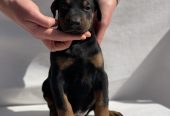 Doberman prelepi štenci