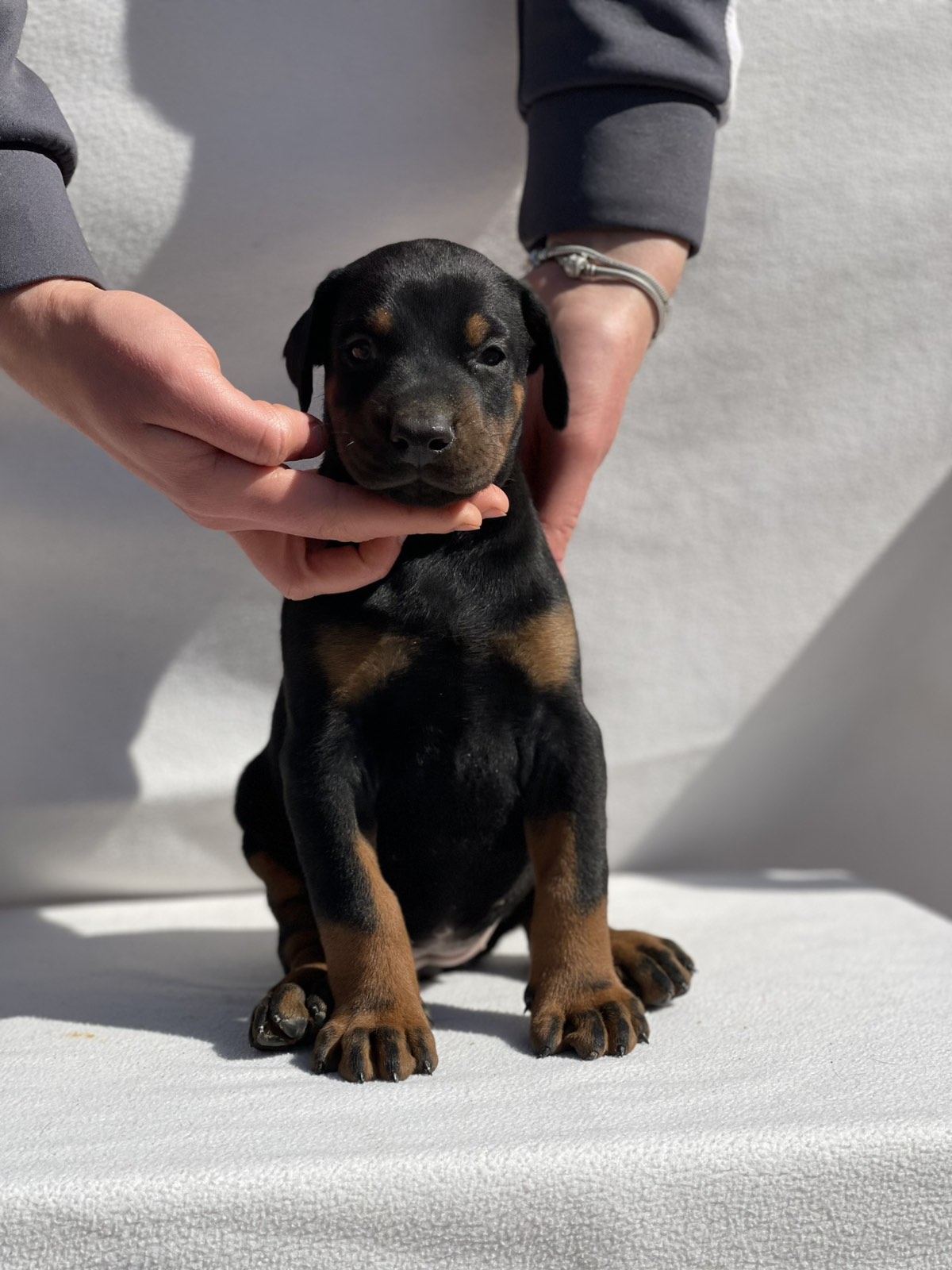 Doberman prelepi štenci