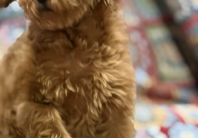 viber_image_2026-03-28_10-38-52-575