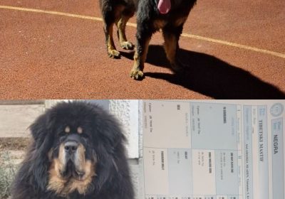 viber_slika_2026-02-28_19-33-53-856