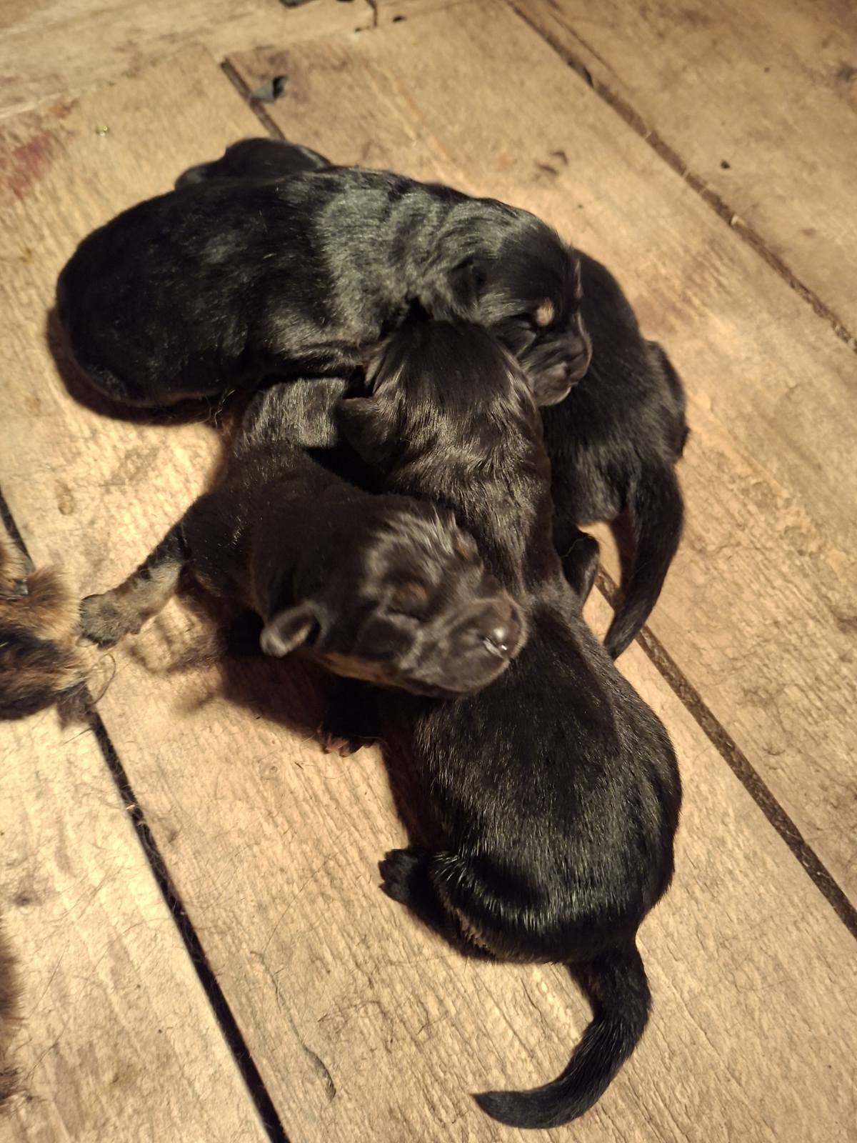 Prodaju se stenad Tibetanskog Mastifa sampionskog porijekla