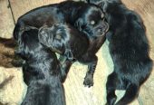 Prodaju se stenad Tibetanskog Mastifa sampionskog porijekla