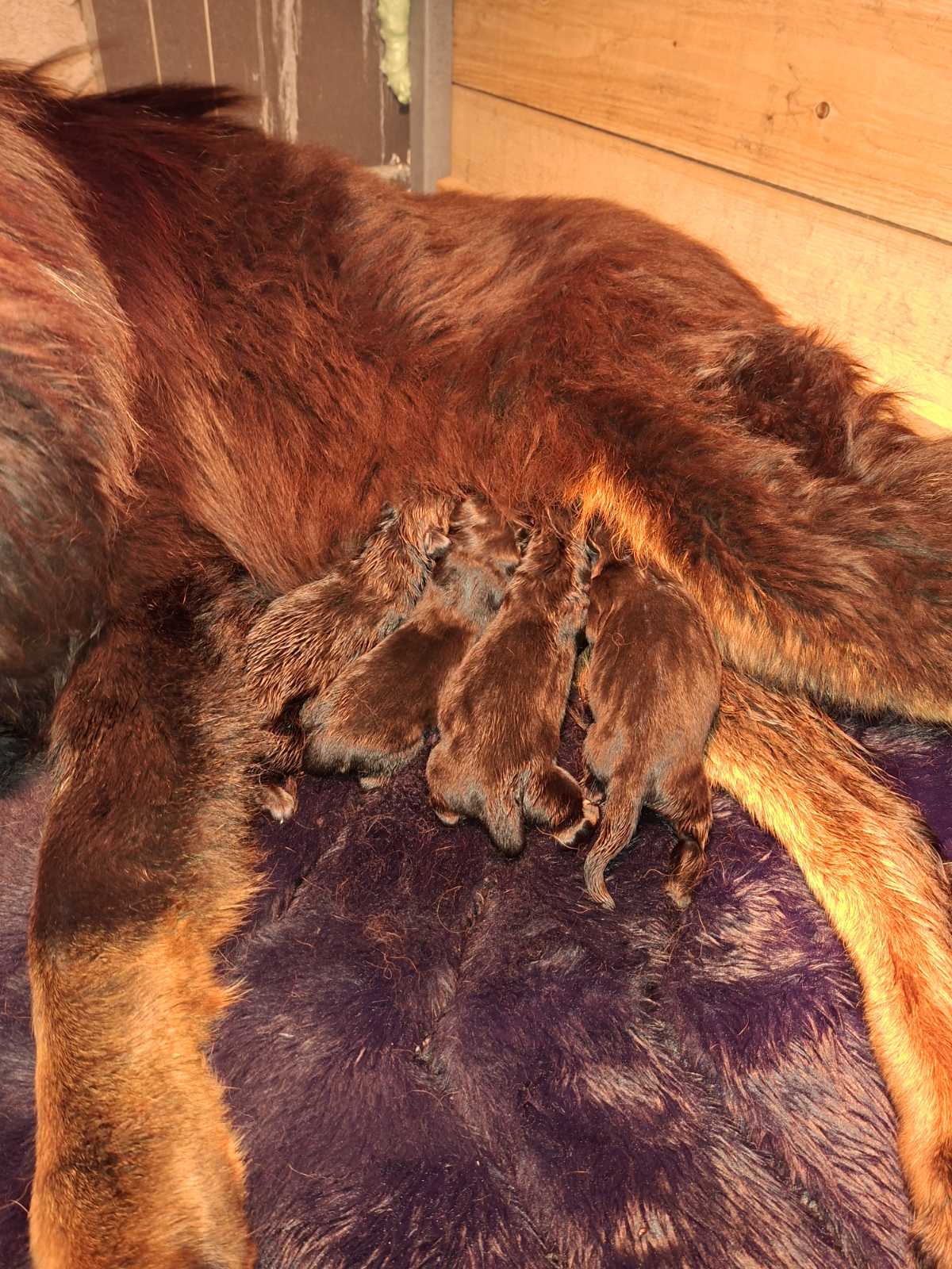 Prodaju se stenad Tibetanskog Mastifa sampionskog porijekla