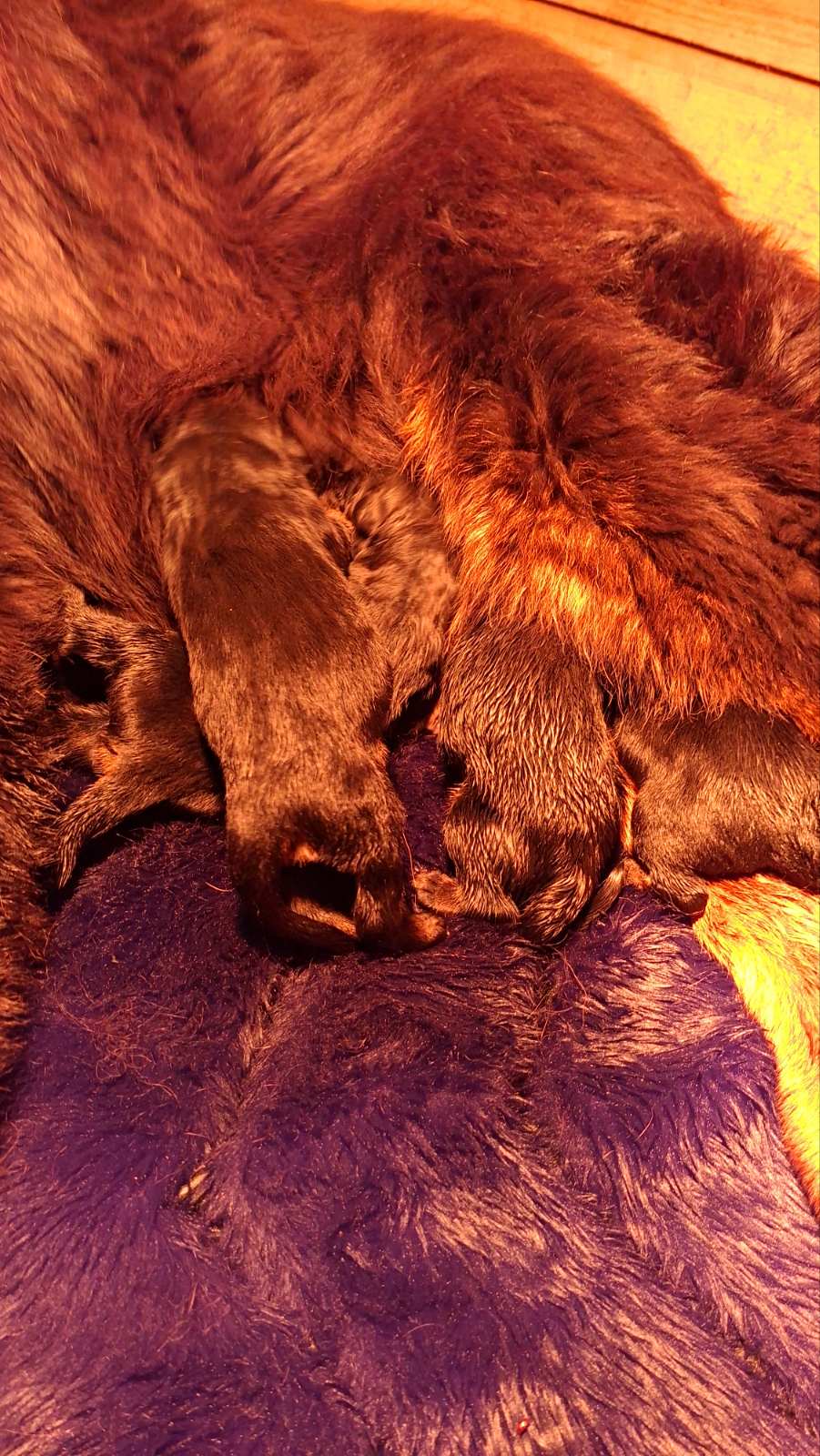 Prodaju se stenad Tibetanskog Mastifa sampionskog porijekla