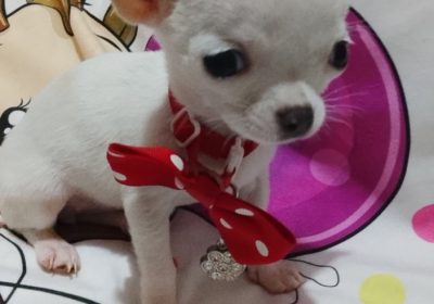 001-viber_slika_2026-04-07_12-07-49-064