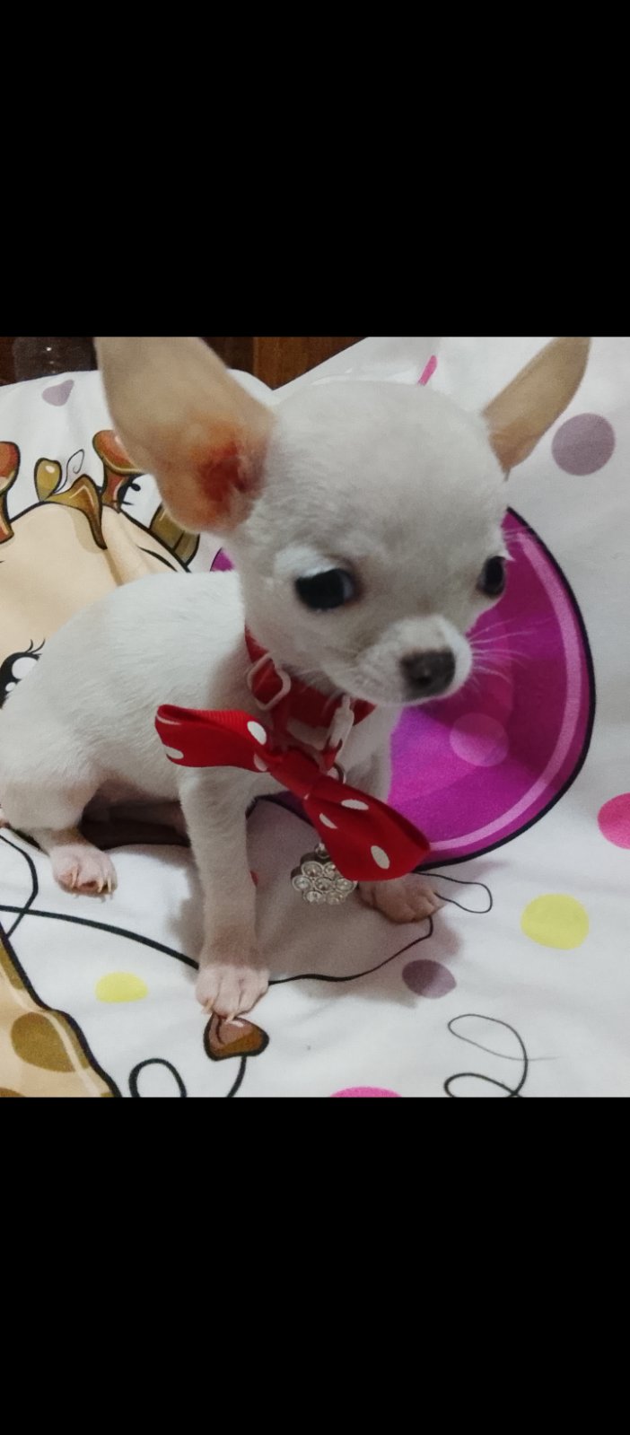 👑 MINI ČIVAVE 👑