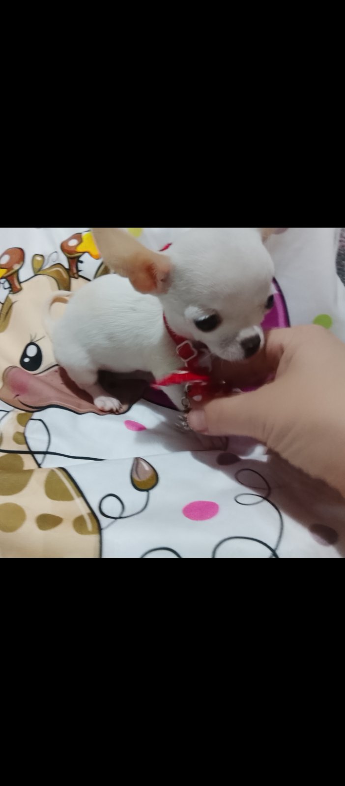 👑 MINI ČIVAVE 👑