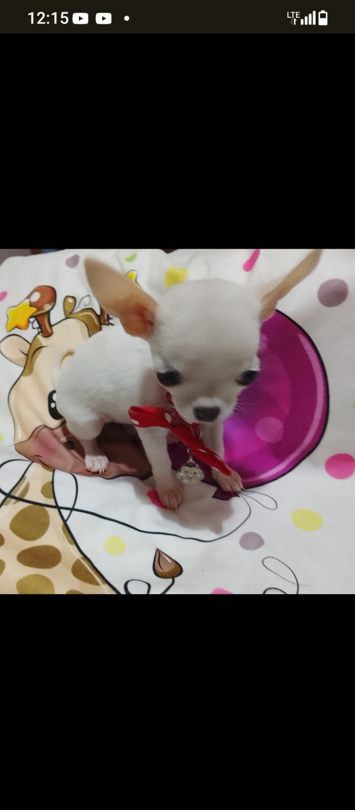 👑 MINI ČIVAVE 👑