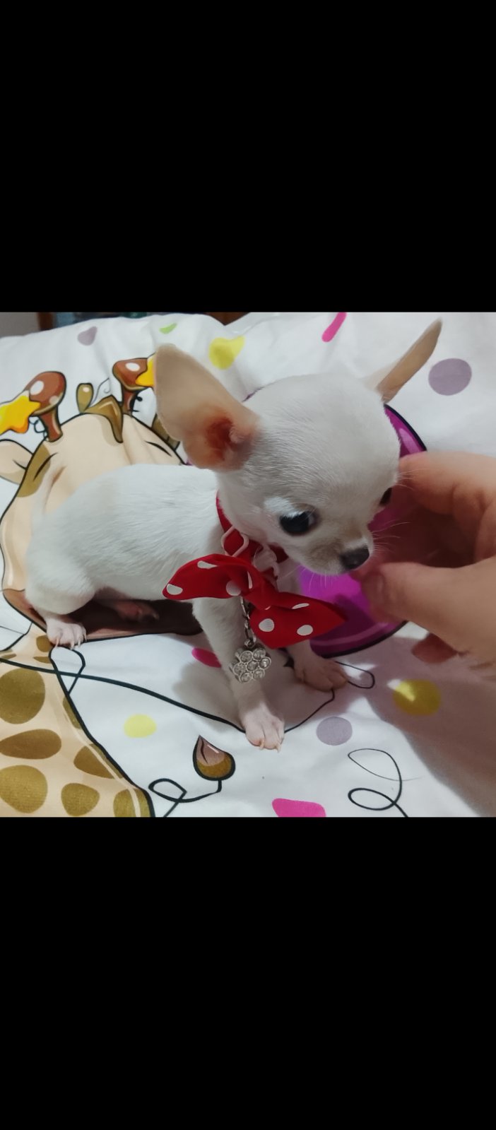 👑 MINI ČIVAVE 👑